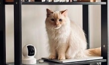 a cat sits on a bookshelf with a kasa indoor security camera next to it