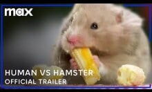 A hamster eating teeny tiny corn.