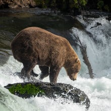 The dominant bear 856 photographed in Katmai National Park and Preserve's Brooks River in 2022.