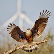 A crested caracara near a wind turbine in South Texas.