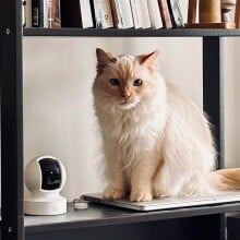 a cat sits on a bookshelf with a kasa indoor security camera next to it