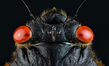 The head of a cicada that emerged in 2021 as part of Brood X.