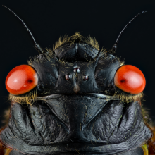 The head of a cicada that emerged in 2021 as part of Brood X.