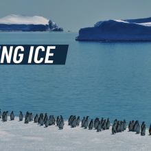 A penguin colony walks near the edge of an icy landscape in Antarctica, with the vast ocean and icebergs visible in the background. Caption reads "Missing ice"