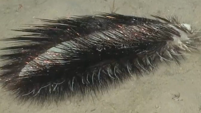 Scientists recently spotted this curious polychaete off the coast of Chile.