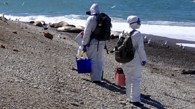 Scientists surveying a wild bird colony for highly pathogenic avian influenza (HPAI) in October 2024.